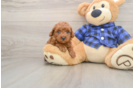 Adorable Caniche Purebred Puppy