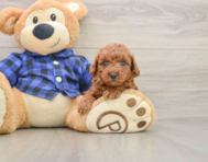 7 week old Poodle Puppy For Sale - Puppy Love PR