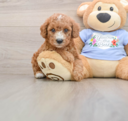 7 week old Poodle Puppy For Sale - Puppy Love PR