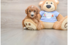 Best Poodle Baby