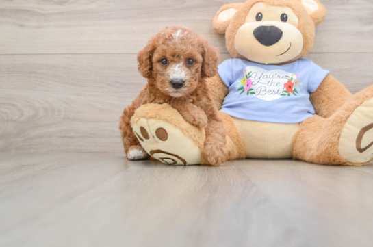 Best Poodle Baby