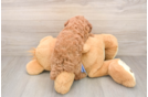 Sweet Pudle Purebred Puppy