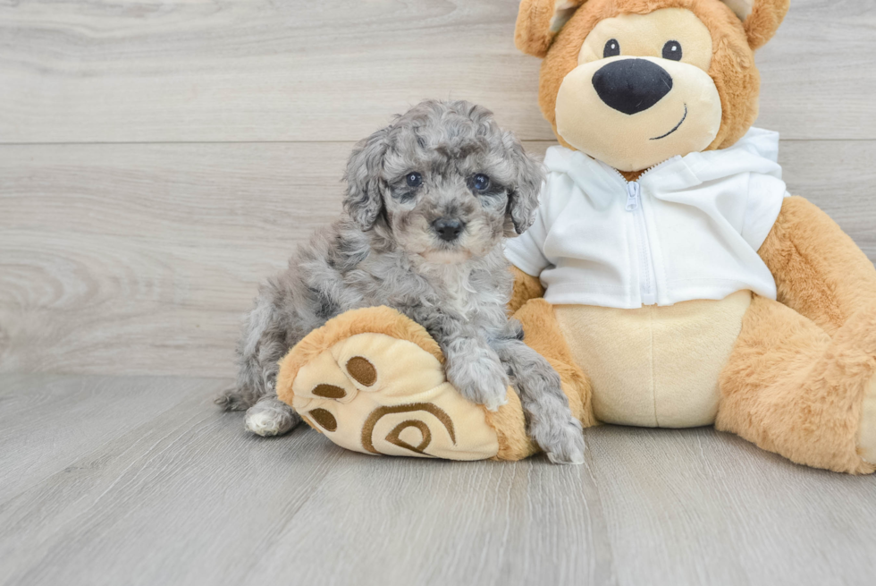 Playful Poodle Baby