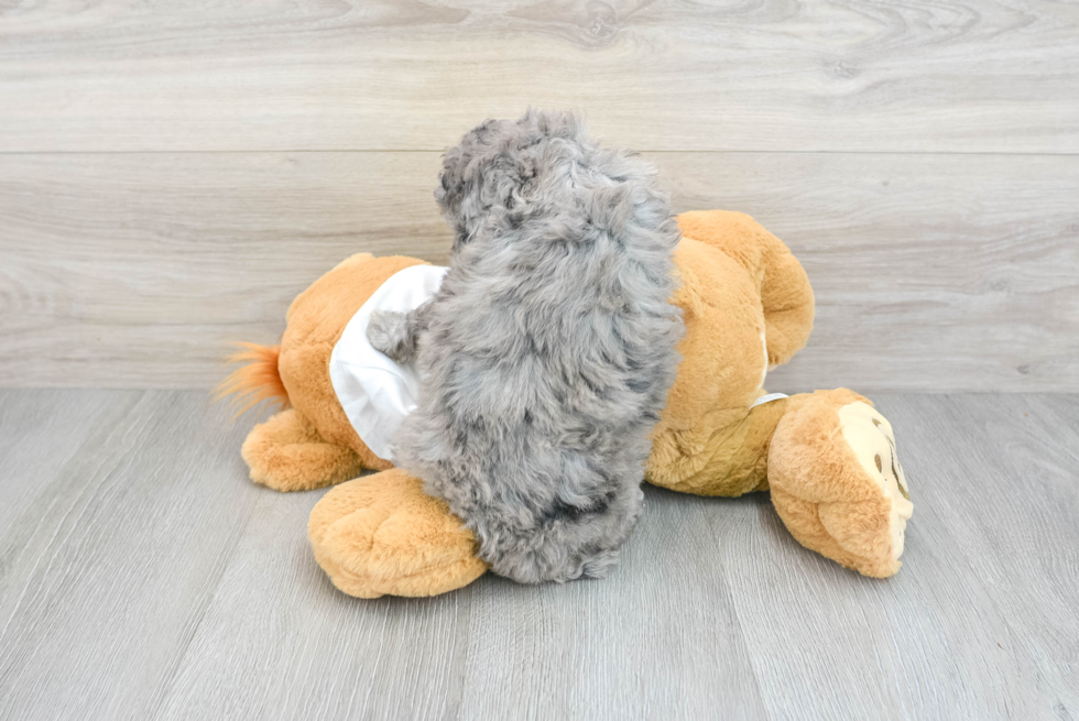 Funny Poodle Purebred Pup