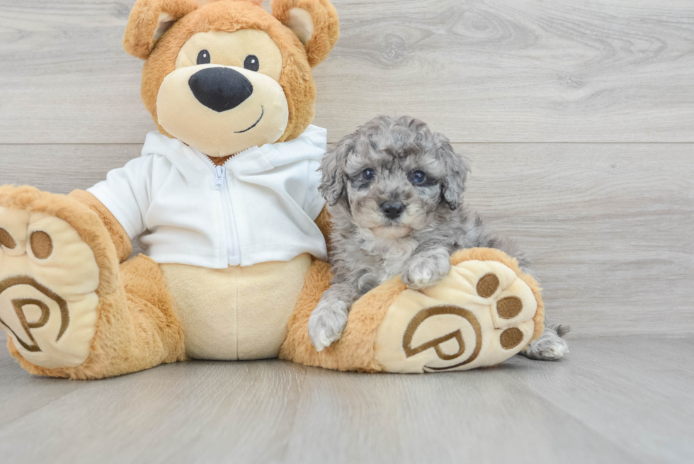 Poodle Puppy for Adoption