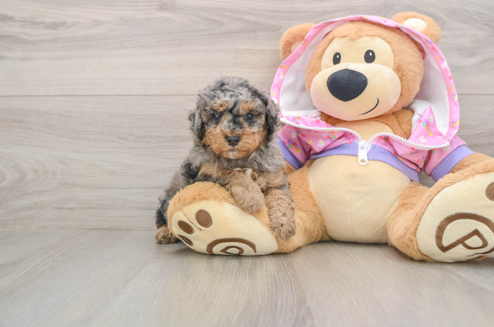 5 week old Poodle Puppy For Sale - Puppy Love PR