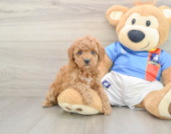 6 week old Poodle Puppy For Sale - Puppy Love PR