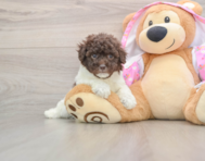 6 week old Poodle Puppy For Sale - Puppy Love PR