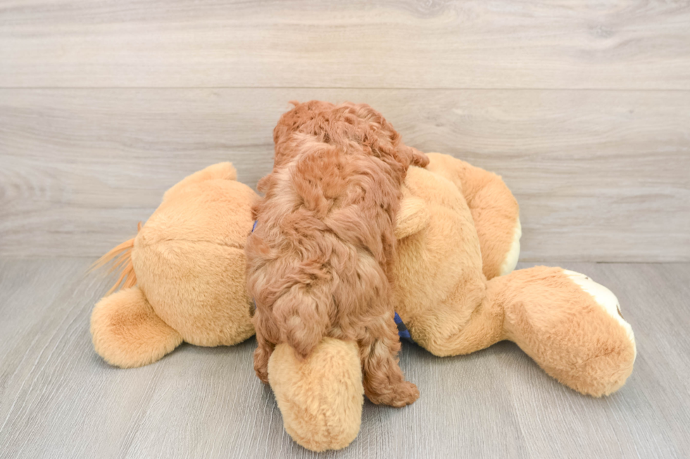 Best Poodle Baby