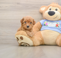 8 week old Poodle Puppy For Sale - Puppy Love PR