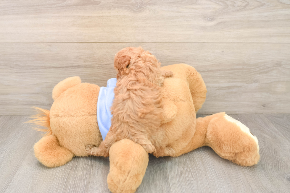 Poodle Puppy for Adoption