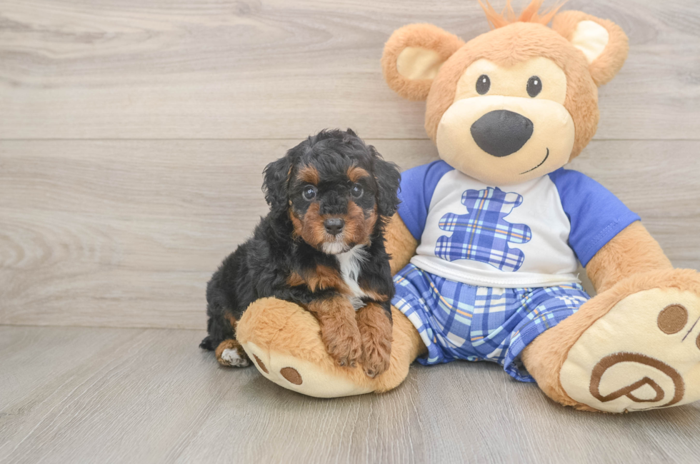 5 week old Poodle Puppy For Sale - Puppy Love PR