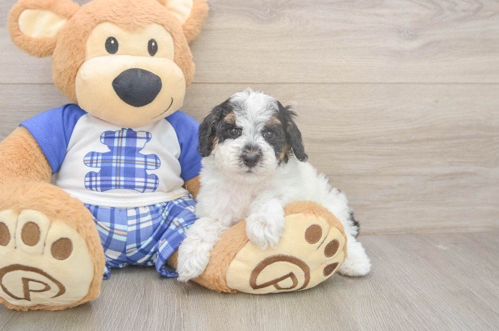 5 week old Poodle Puppy For Sale - Puppy Love PR