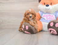 6 week old Poodle Puppy For Sale - Puppy Love PR