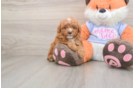 Poodle Puppy for Adoption