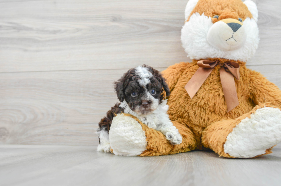 7 week old Poodle Puppy For Sale - Puppy Love PR