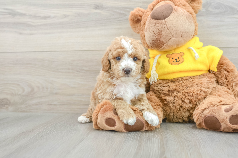 Hypoallergenic Poodle Purebred Pup