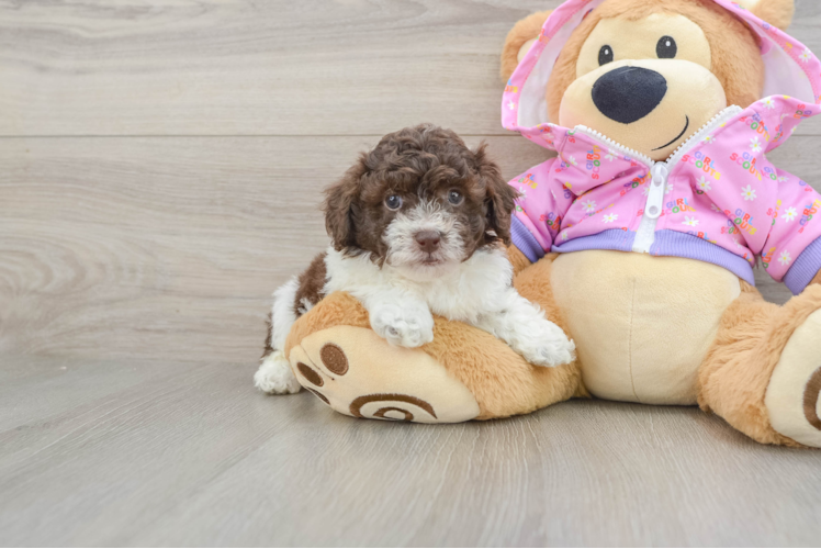 Funny Poodle Purebred Pup