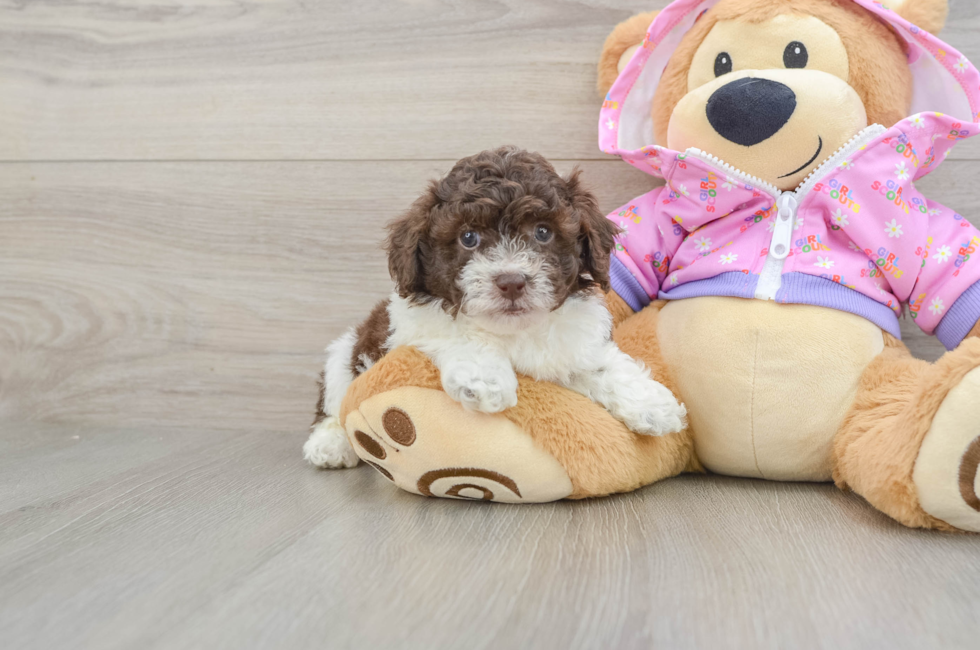 5 week old Poodle Puppy For Sale - Puppy Love PR