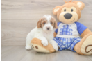 Best Poodle Baby