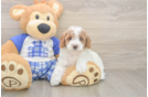 Akc Registered Poodle Purebred Pup