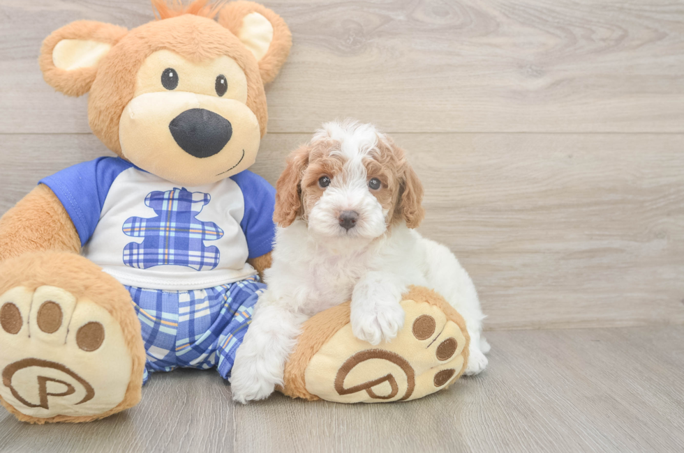 5 week old Poodle Puppy For Sale - Puppy Love PR