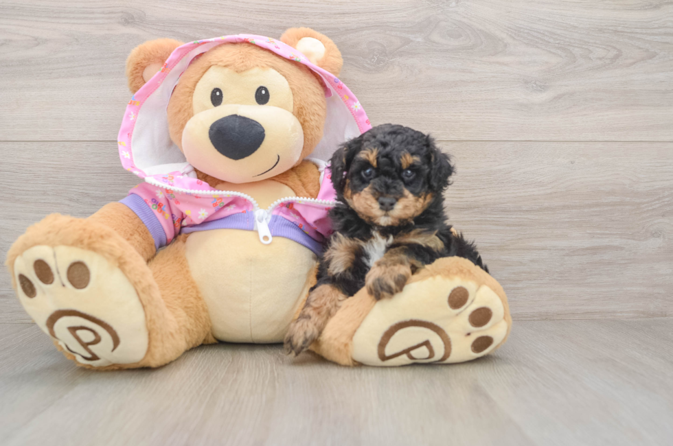 5 week old Poodle Puppy For Sale - Puppy Love PR