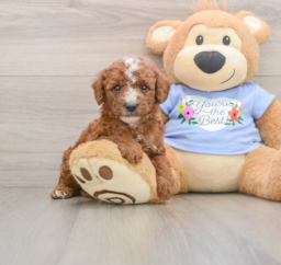 8 week old Poodle Puppy For Sale - Puppy Love PR