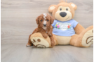 Best Poodle Baby