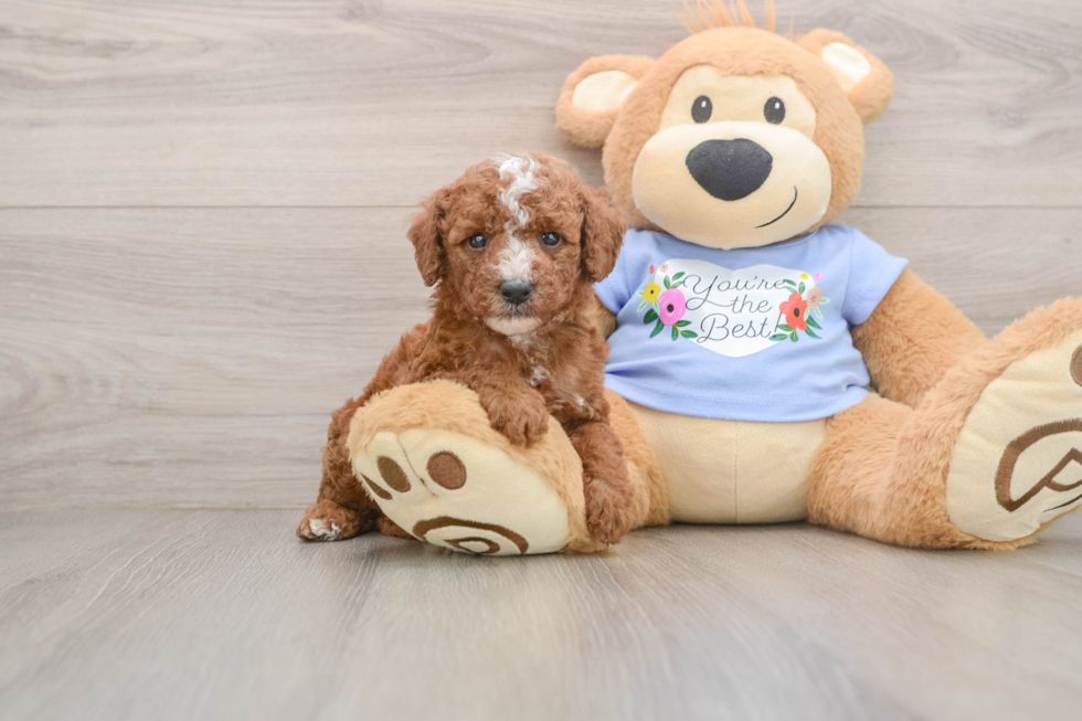 Best Poodle Baby