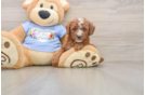 Playful Poodle Baby