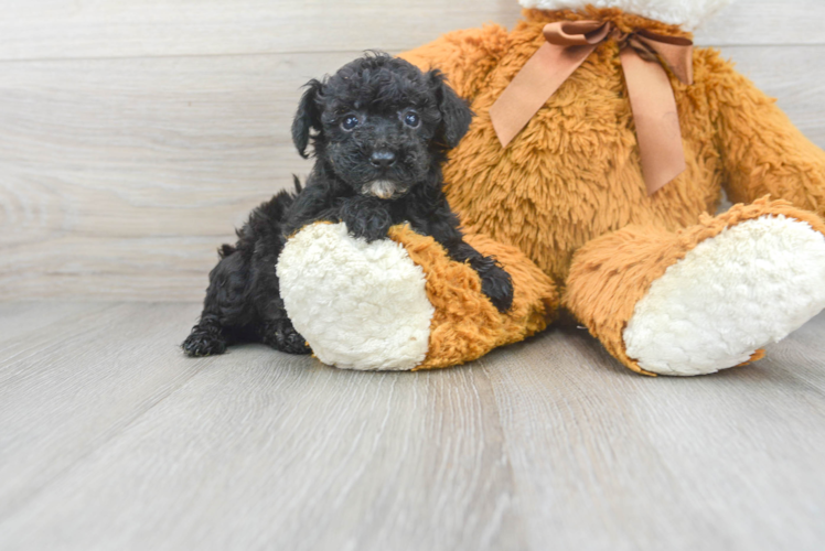 Meet Stella - our Poodle Puppy Photo 1/3 - Puppy Love PR Popular Poodle Purebred Pup