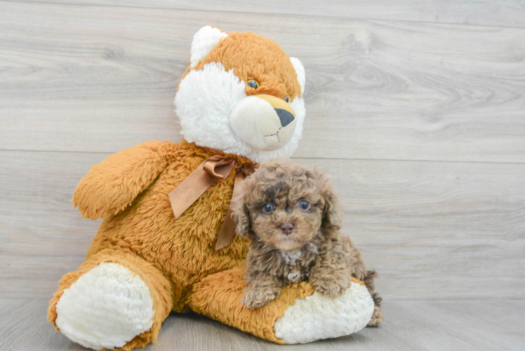 Meet Sterling - our Poodle Puppy Photo 1/3 - Puppy Love PR Petite Pudle Purebred Puppy