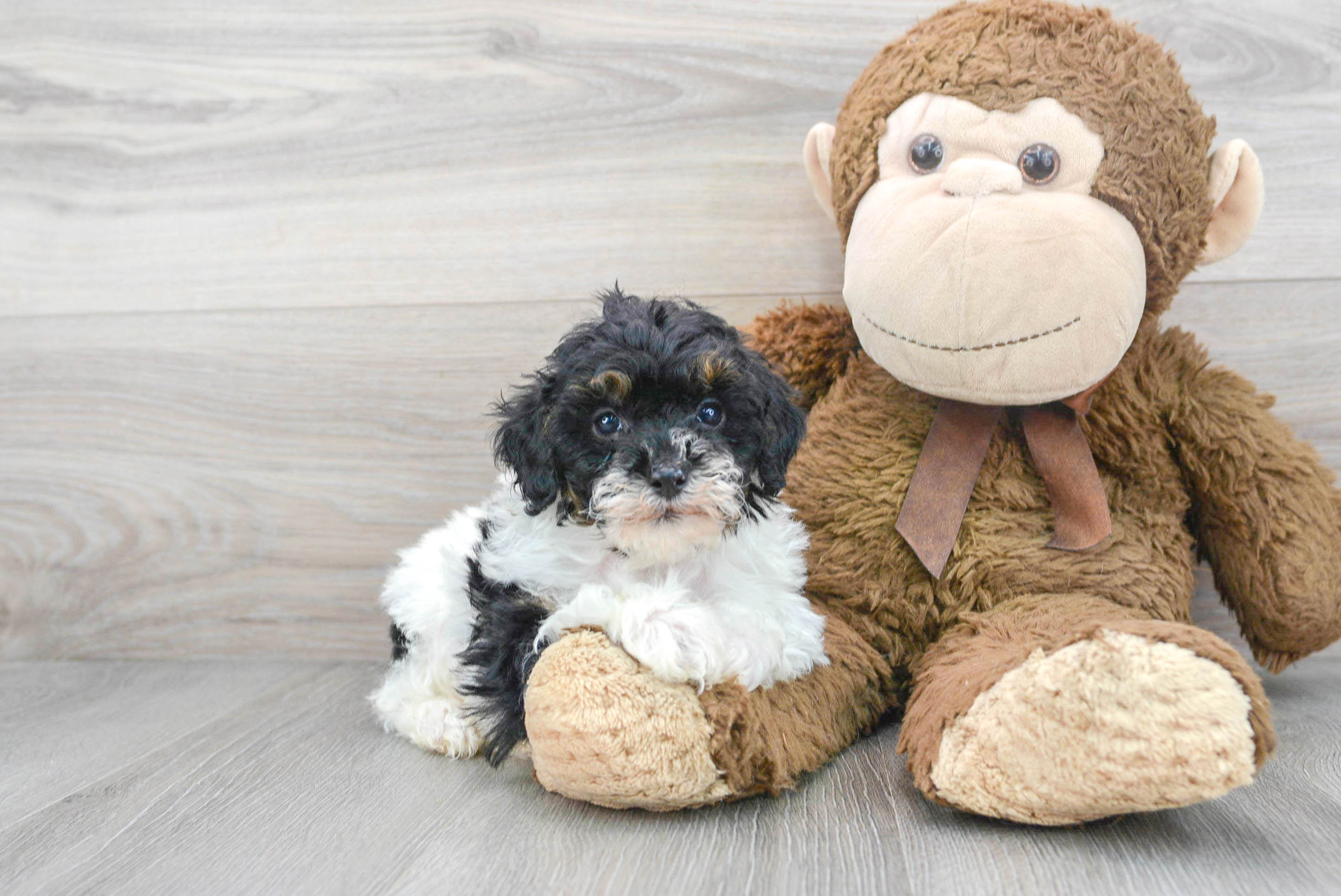 Akc Registered Poodle Purebred Pup