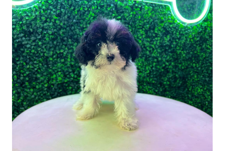Poodle Puppy for Adoption