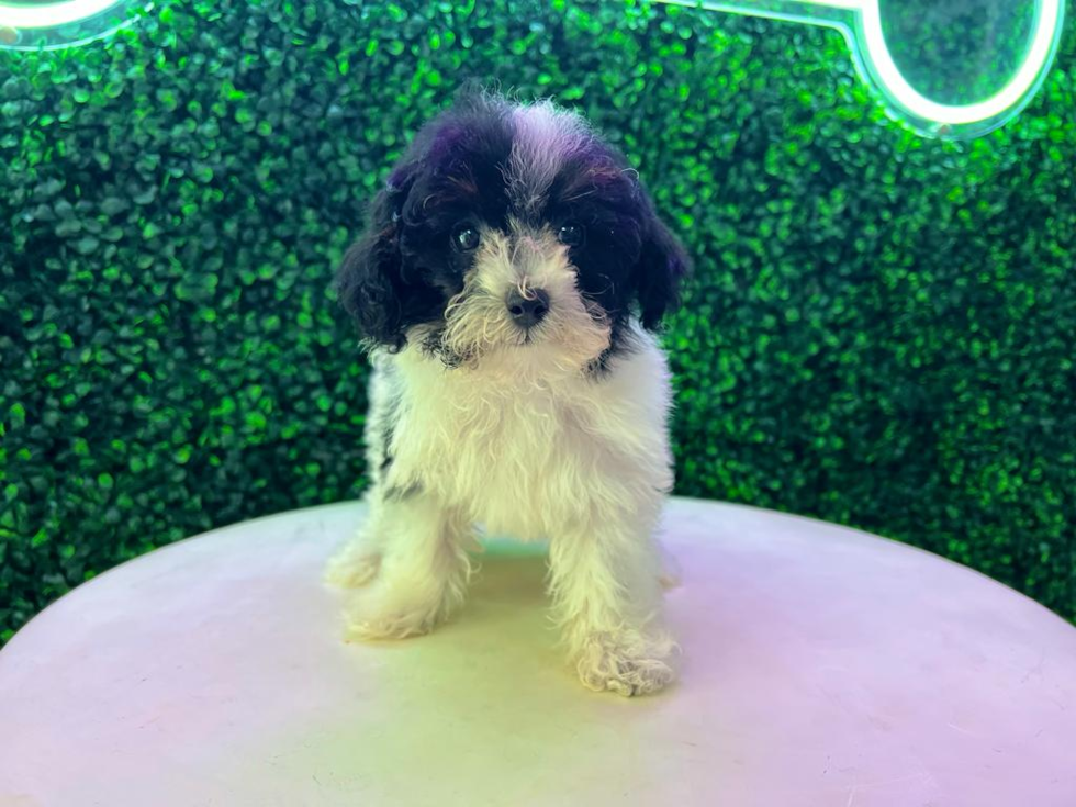 Poodle Puppy for Adoption