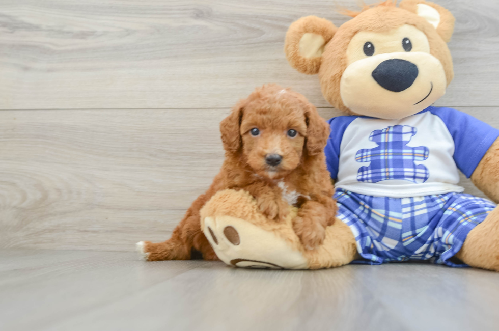 5 week old Poodle Puppy For Sale - Puppy Love PR