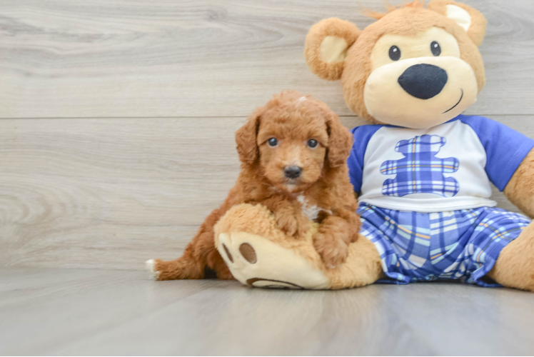 Meet Tate - our Poodle Puppy Photo 1/3 - Puppy Love PR Poodle Puppy for Adoption