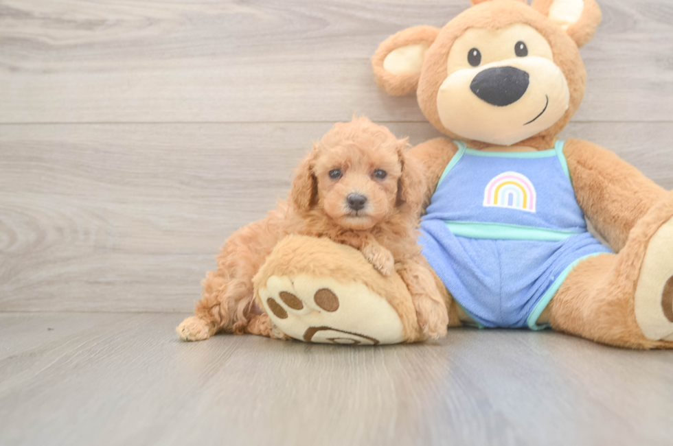 5 week old Poodle Puppy For Sale - Puppy Love PR
