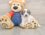 8 week old Poodle Puppy For Sale - Puppy Love PR