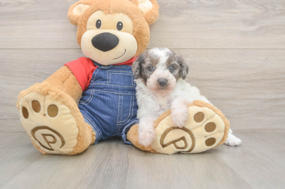 6 week old Poodle Puppy For Sale - Puppy Love PR