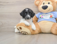 6 week old Poodle Puppy For Sale - Puppy Love PR