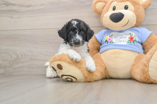 Funny Poodle Purebred Pup