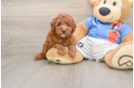 Hypoallergenic Poodle Purebred Pup