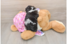 Poodle Pup Being Cute