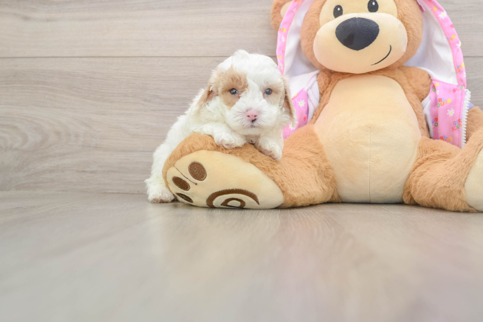 Best Poodle Baby