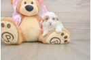 Hypoallergenic Poodle Baby
