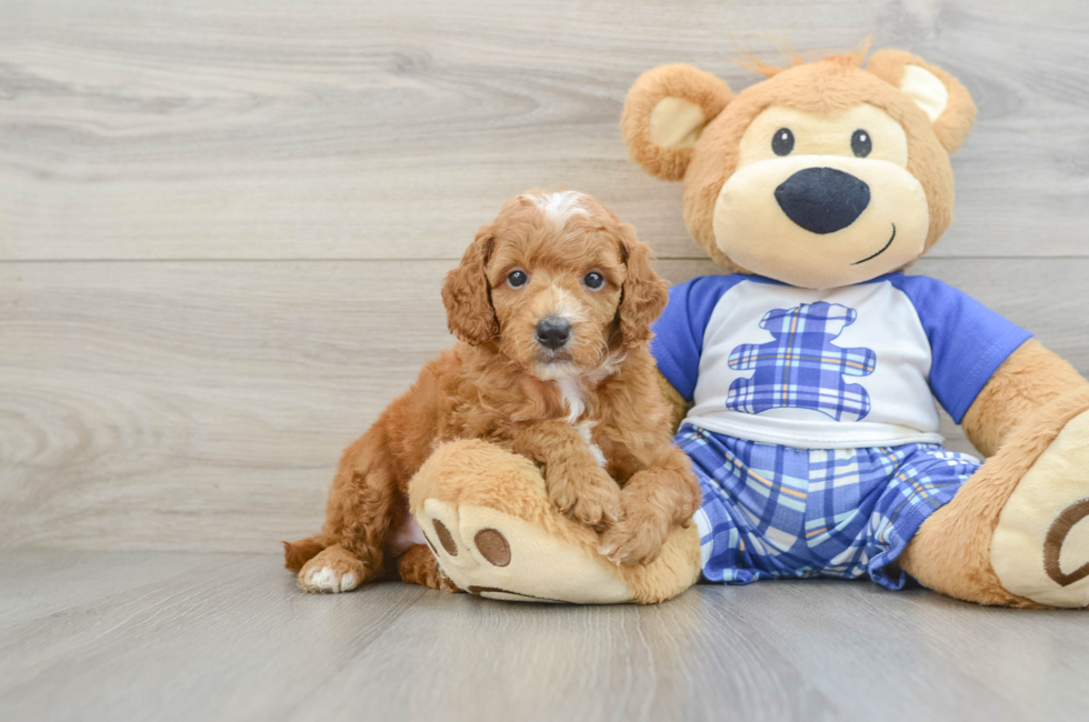 5 week old Poodle Puppy For Sale - Puppy Love PR