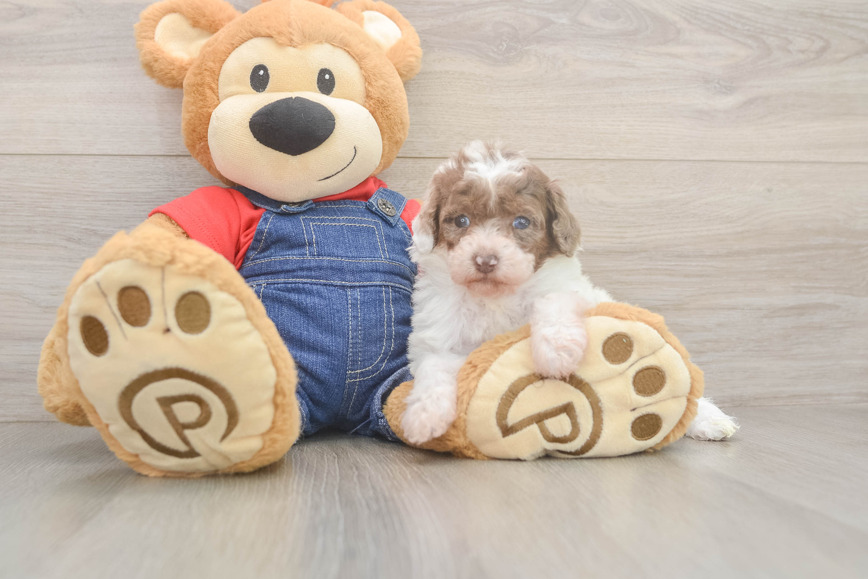 Poodle Puppy for Adoption