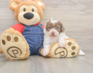 7 week old Poodle Puppy For Sale - Puppy Love PR